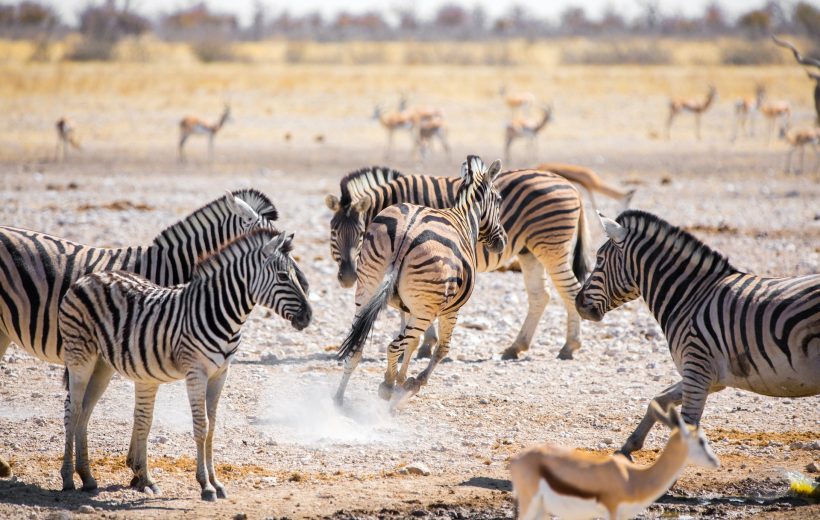 Etosha National Park