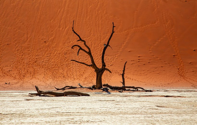 pexels-bernd-dittrich-362153174-19769444